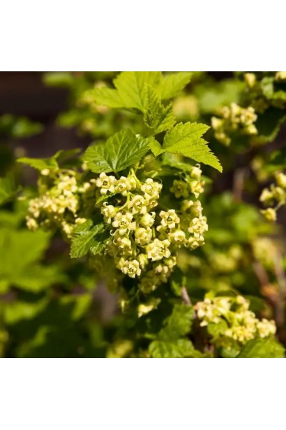 Жовто-зелені квіти смородини Око Дракона